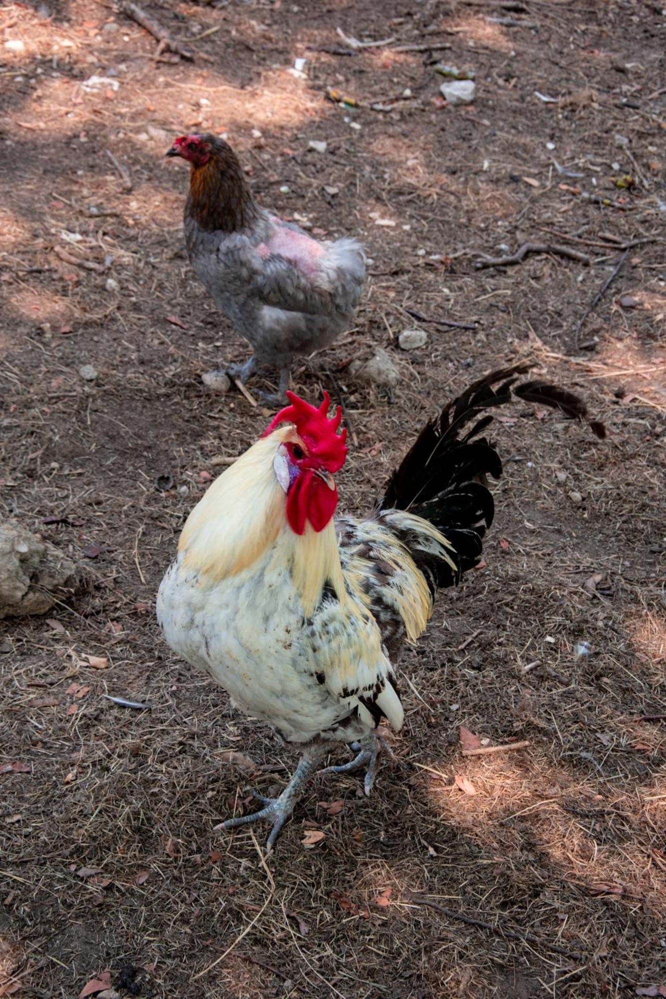 Pres Du Zoo De Beauval, Gites Agreable "Au Havre De Paix" Couffy Kültér fotó